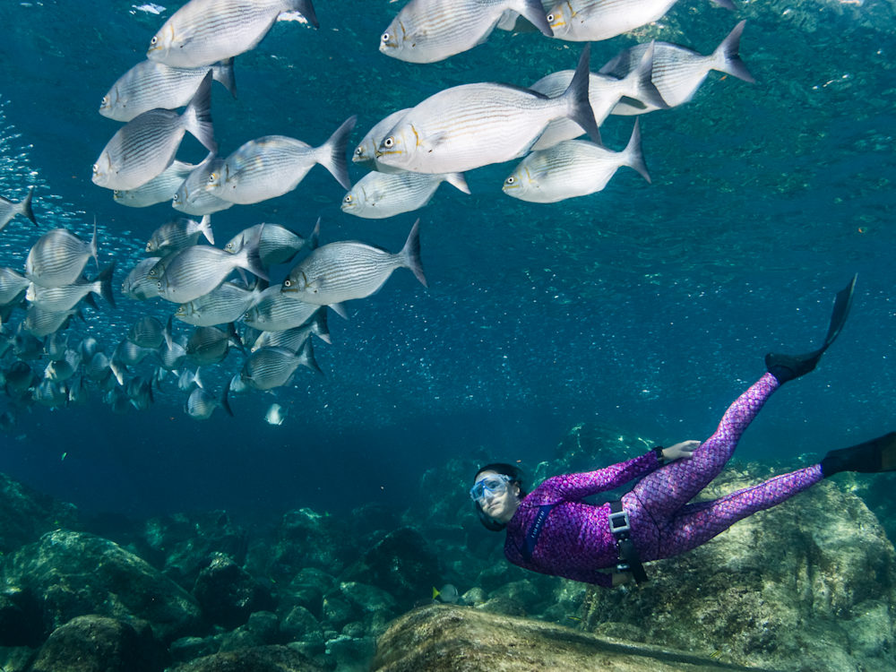 Whales in Baja waters Mexico
